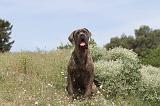 CANE CORSO 055